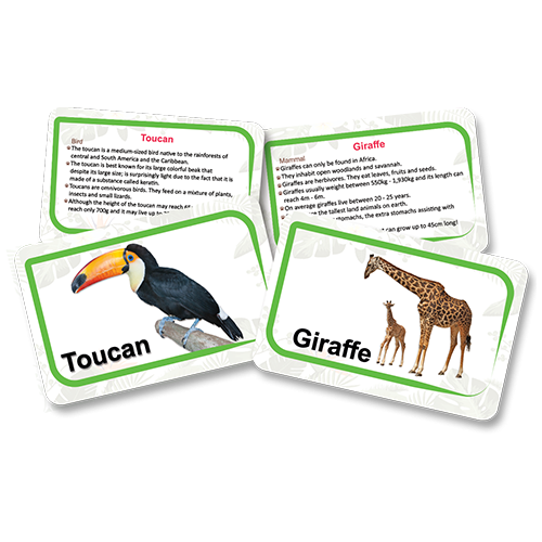 Animals Kingdom Flash Cards